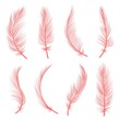 Decorative pink feathers