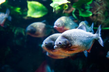 Group Of Red-bellied Piranhas Are Swimming, Bright, Stock Photo Fish In Natural Conditions