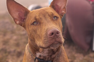 Sticker - Horizontal shot of a cute brown Pharaoh Hound