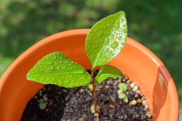 The camellia seeds were planted and germinated.