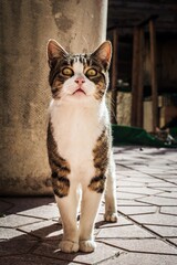 Poster - Closeup vertical shot of a cute scared cat on a stone wall background