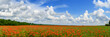 Panorama with red poppies in summer day