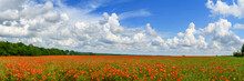 Panorama With Red Poppies In Summer Day