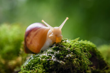 Wall Mural - Giant snail (Achatina fulica) crawling on green moss