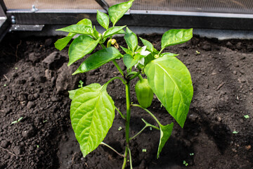 shrub with bell peppers in the greenhouse horticulture and crop