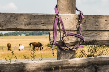 Sticker - Selective focus shot of purple horse halter hanging on farmland wooden fence