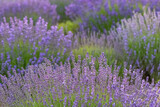 Fototapeta Lawenda - Lavender field in Provence, colorful landscape in spring
