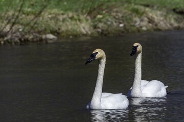 Sticker - Beautiful view of Swans hanging out in Ontario's Brockville area with a blurry background