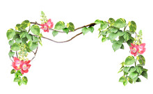 Frame With Liana Branches, Flower And Tropical Leaves