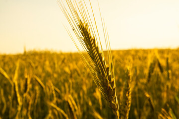 Golden wheat field. Beautiful nature background of ripening ears of meadow field as a harvest concept