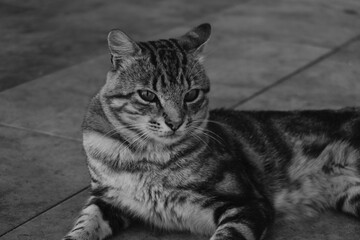 Wall Mural - Grayscale shot of a cat sitting on the ground