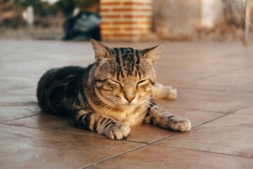 Poster - Cat with patterned fur sitting on the tiles of the ground