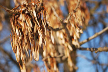 Ash Tree Seeds Still Hanging On The Tree In Winter Time With Blue Sky In Background.