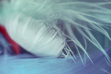 Poster - Close up Bird feather. Beautiful background texture. Macro photography view.