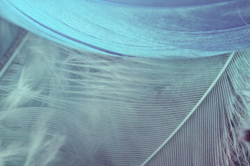 Poster - Close up Bird feather. Beautiful background texture. Macro photography view.
