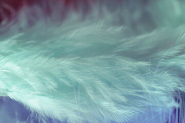 Poster - Close up Bird feather. Beautiful background texture. Macro photography view.