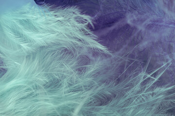 Poster - Close up Bird feather. Beautiful background texture. Macro photography view.