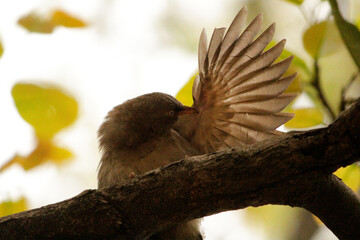 bird on the tree