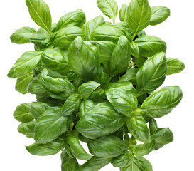 Fresh basil leaf.