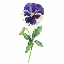 The Blue Garden Tricolor Pansy Flower (Viola Tricolor, Viola Arvensis, Heartsease, Violet, Kiss-me-quick With Leaves. Hand Drawn Botanical Watercolor Painting Illustration Isolated On White Background