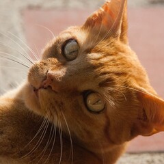 Poster - Close up shot of an orange colored cat with yellow eyes