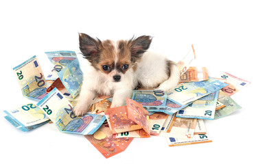 Wall Mural - chihuahua and money