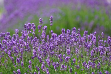 Canvas Print - Beautiful shot of purple lavender in the garden