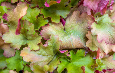 Canvas Print - leaves closeup background