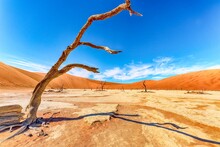 Closeup Shot Of A Dry Tree In A Deadvlei, Namibia, Africa