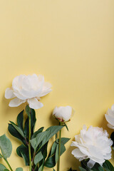 Fotomurales - White elegant peony on the yellow background