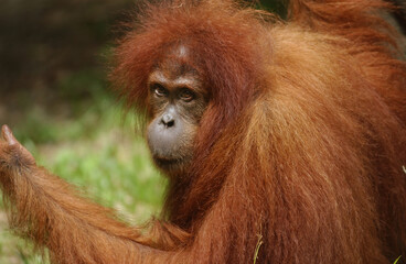 a female Sumatran Orangutan at Bukit Lawang, North Sumatra, Indonesia