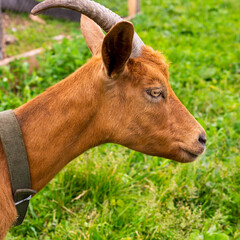 Portrait of a young brown goat in a meadow