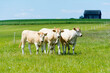 Rinder auf der Weide in der Eifel