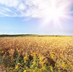 Poster - The sun shining over a field