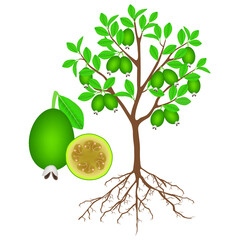 Canvas Print - Feijoa tree with roots and fruits on white.