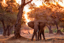 Elephant Bull Stands With Sunset In Mana Pools National Park In Zimbabwe