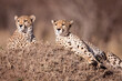 Two male cheetah brothers lying on a termite mound looking alert in Masai Mara Kenya