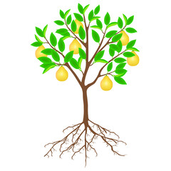 Canvas Print - Pomelo tree with fruits and roots on a white background.