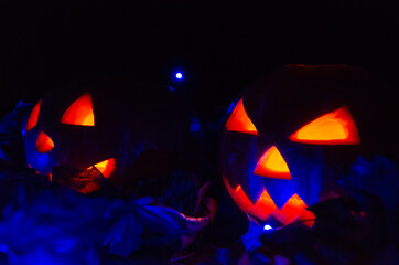 Wall Mural - Scary two glowing pumpkins in the dark with a blue backlight close-up. concept of the Halloween background.