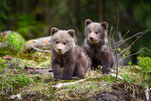 Two Little Brown Bear Cub Are Walking In Summer Forest