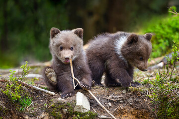 Two little brown bear cub are playing on the edge of the forest