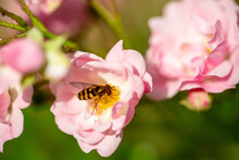 Bee On A Pink Rose Macro