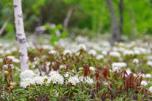 イソツツジの白い花 初夏の北海道 日本 Stock Photo Adobe Stock