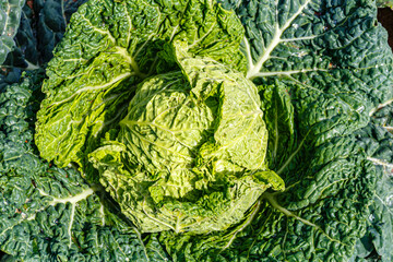 Sticker - Cabbage head in field. Gardening background in open ground, close up.