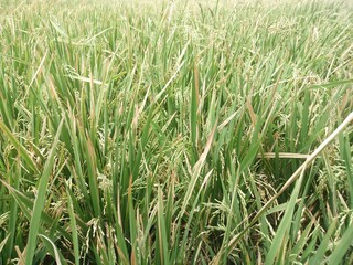 Sticker - Close up shot of vibrant green grass in full growth