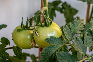 A bunch of unripe tomatoes on the plant