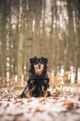 Wall Mural - A dog is sitting in the winter coat in the woods and looks attentively