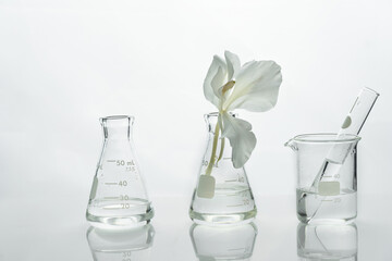 glass science flask and beaker with water and white soft natural flower for cosmetic research backgr