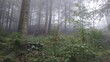 Widok na drzewa w lecie w mgle