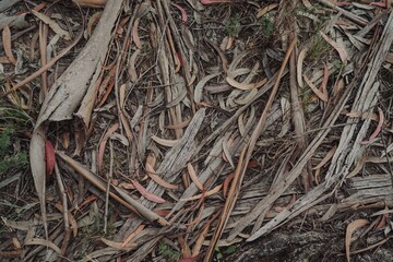 Sticker - Closeup of tree branches and dry leaves on the ground